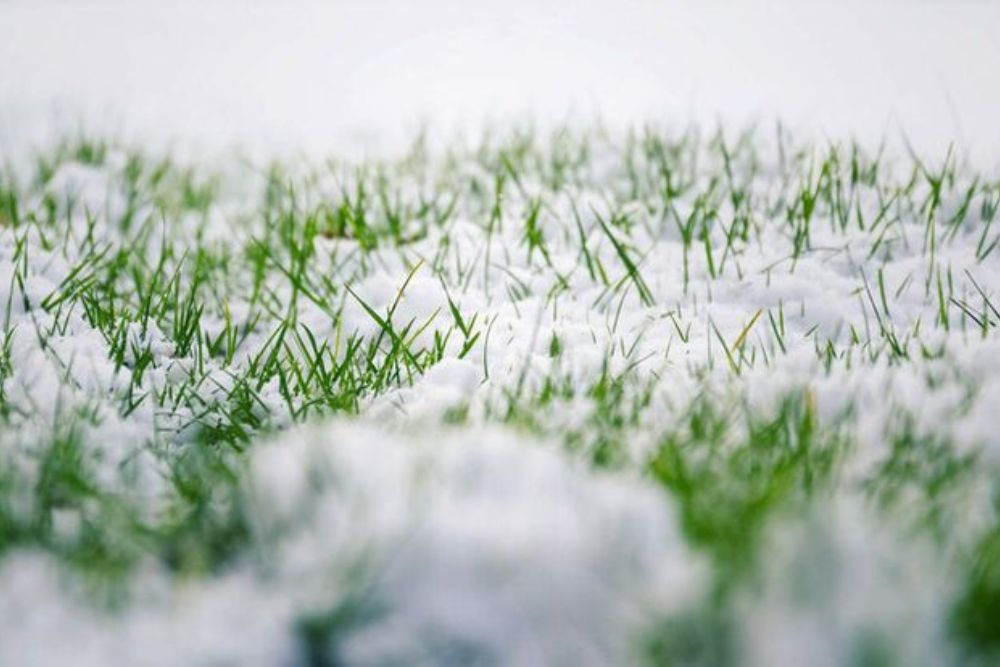 Close-up of grass blades partially covered in a layer of fresh, white snow, creating a serene winter scene.