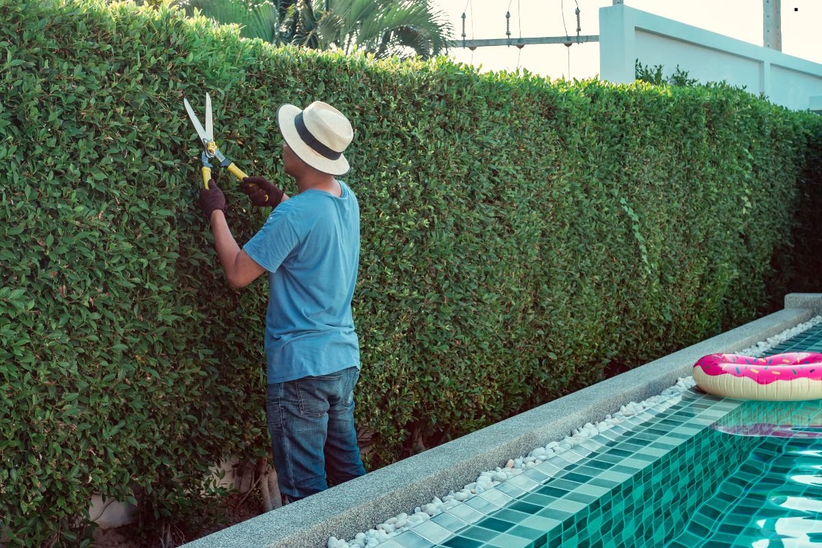 A man in a blue shirt and hat trims a lush green hedge beside a pool with a pink donut-shaped float nearby.