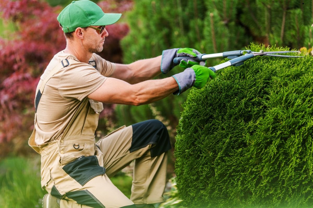 A gardener trims a lush green shrub using shears, wearing gloves and a cap, surrounded by vibrant foliage in a garden setting.
