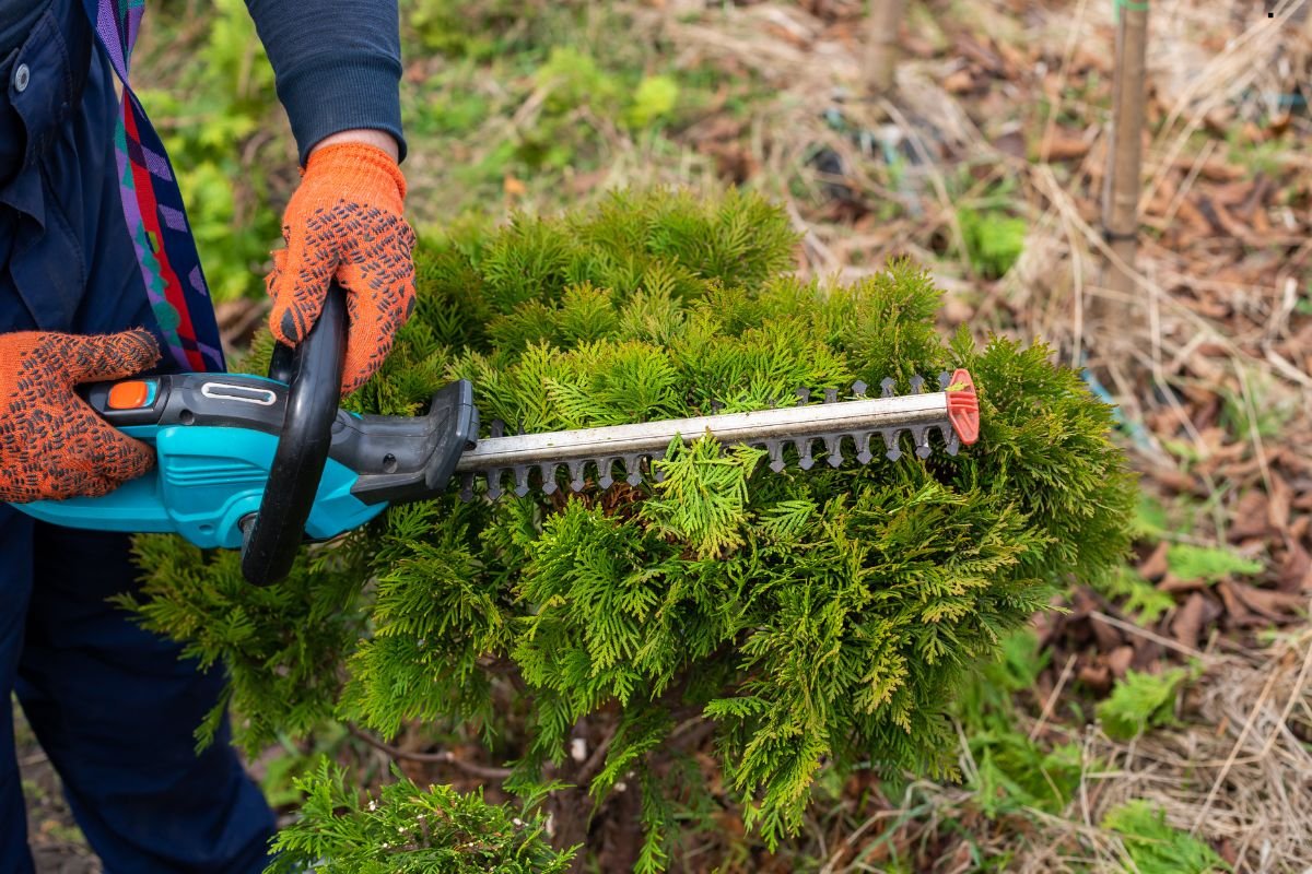 A person in orange gloves uses an electric hedge trimmer to shape a green bush in a garden setting.
